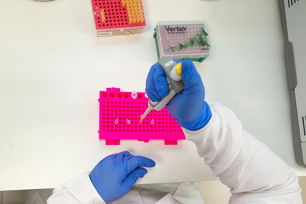 Mãos usando luvas azuis e uma pipeta para dosar líquidos em pequenos tubos de ensaio em uma grade rosa de laboratório.