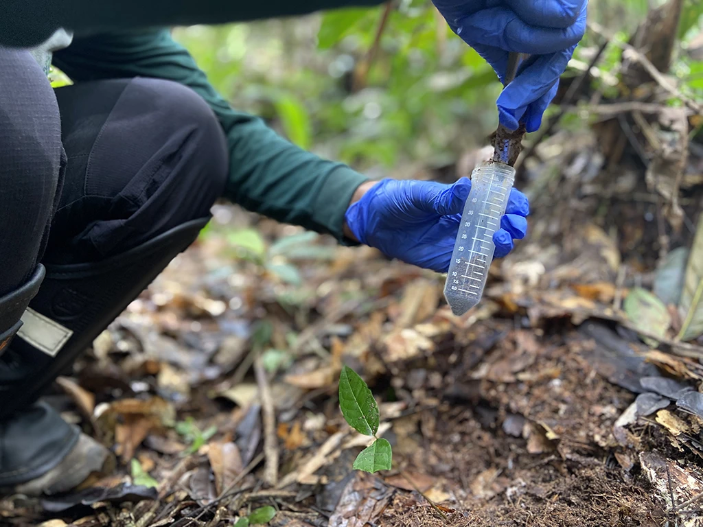 Mãos usando luvas azuis, com uma pinça, colocando uma amostra de terra em um tubo de ensaio transparente, em uma área de solo com folhas.