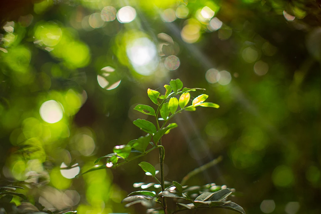 Vista de uma pequena muda verde em meio à vegetação, com raios de sol filtrando-se por entre as árvores ao fundo.